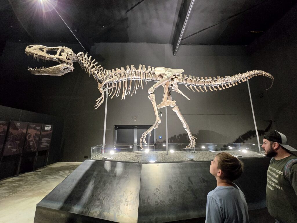 Skelett des jugendlichen T. rex „ROCKY“ im Dinosauriermuseum Altmühltal. Familien bestaunen die lebensgroße Dino-Ausstellung in Bayern.